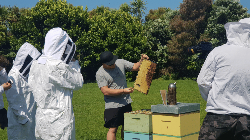 Bee Hive in New Zealand