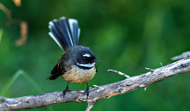 Bird in New Zealand