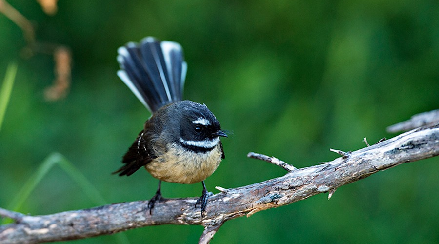 Bird in New Zealand