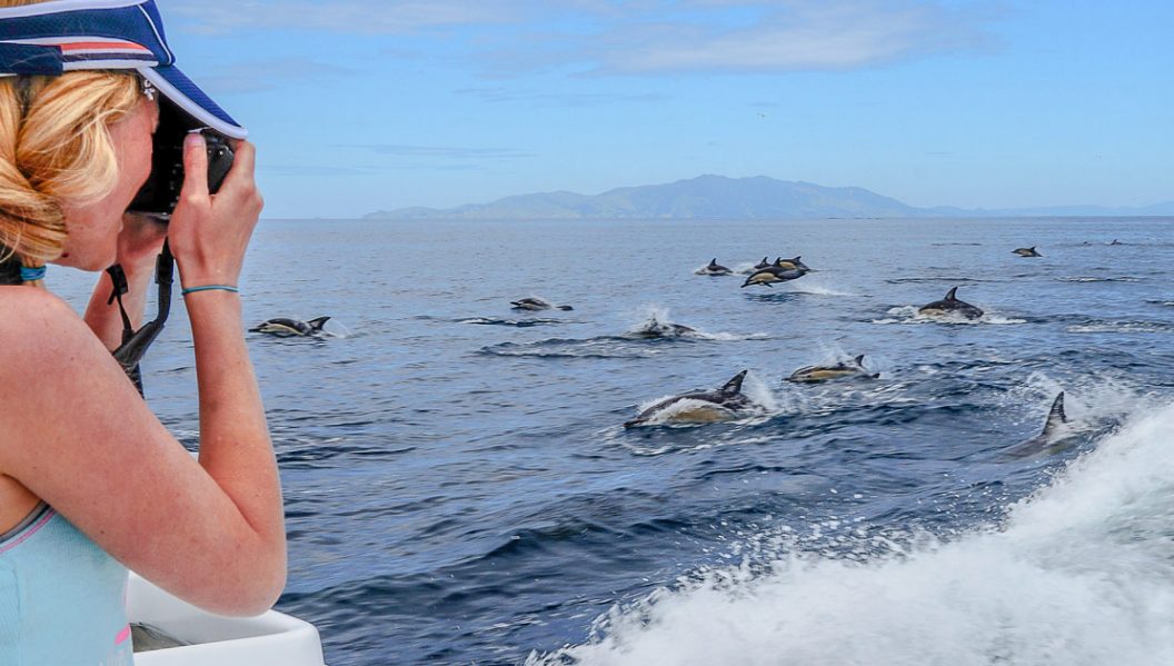 People seeing dolphins in New Zealand