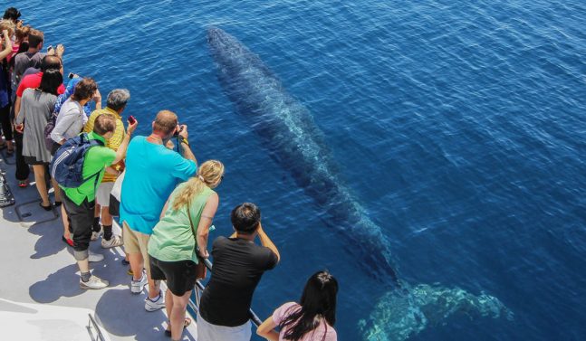 People seeing whales in New Zealand