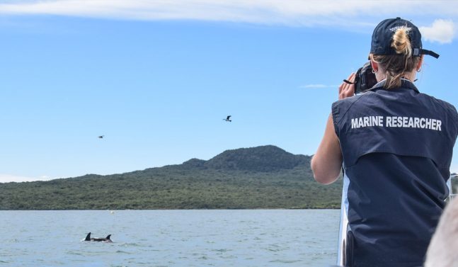 Lady photographing dolphins in New Zealand