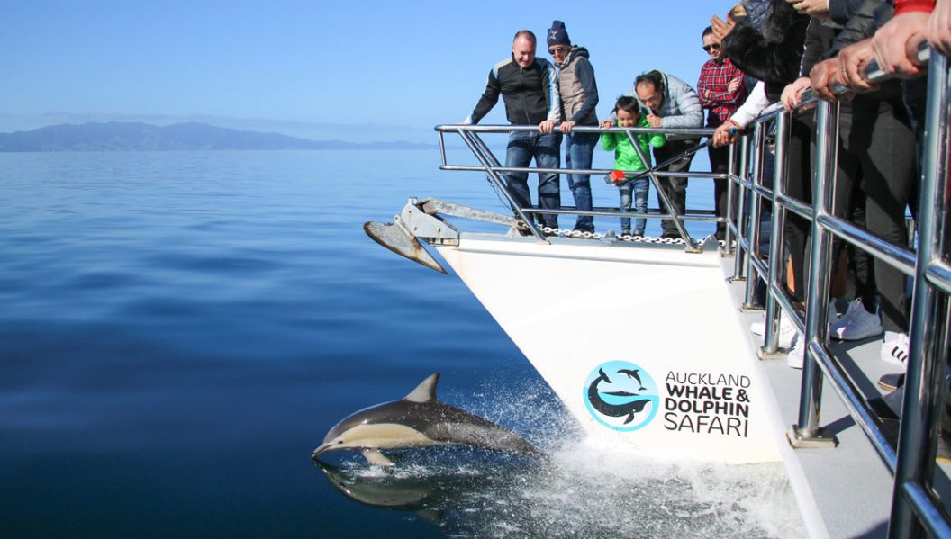 People watching dolphins in New Zealand