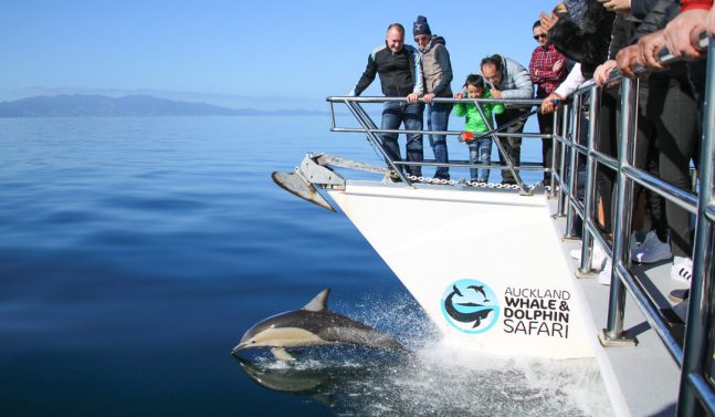 People watching dolphins in New Zealand
