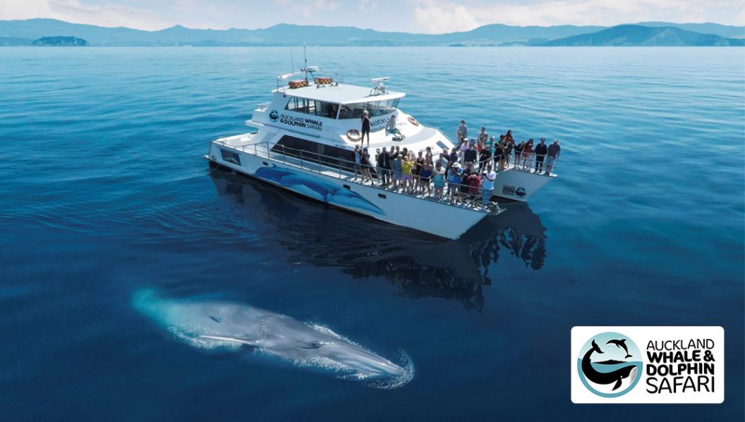 People seeing whales in New Zealand