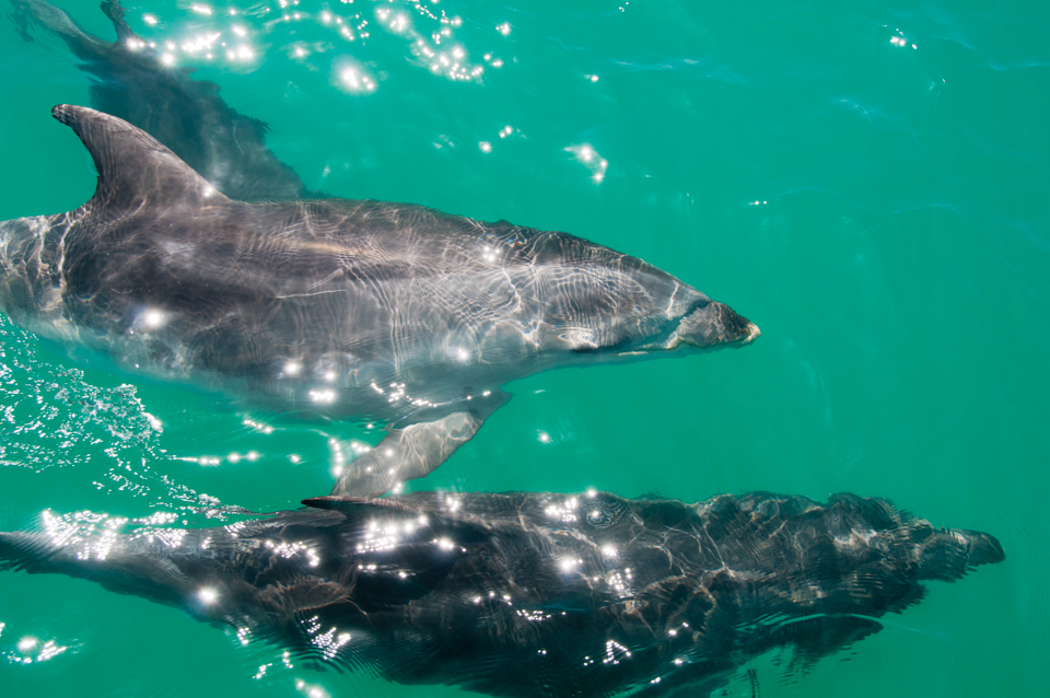 Dolphins in New Zealand