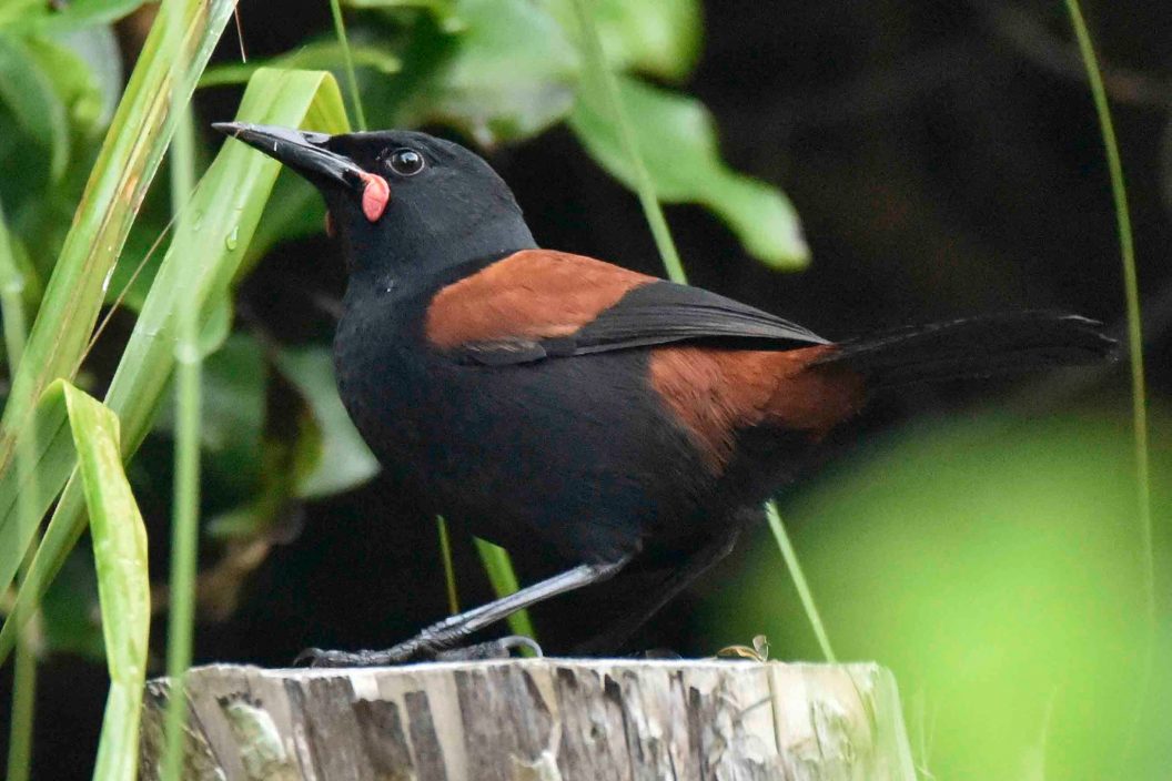 Native bird in the Bay of Islands