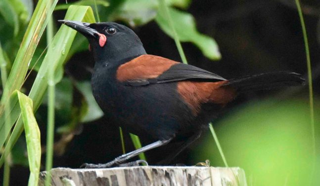 Native bird in the Bay of Islands