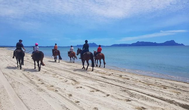 Horse Trek in New Zealand