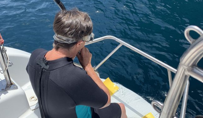 Hauraki Gulf snorkelling