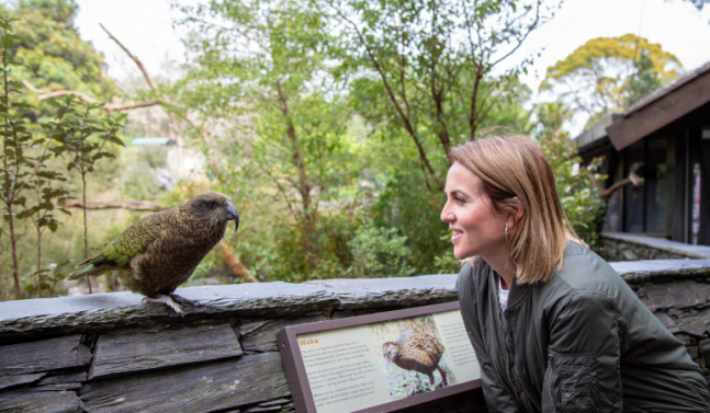 Native New Zealand bird Auckland Zoo