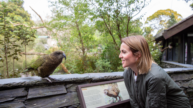 Native New Zealand bird Auckland Zoo