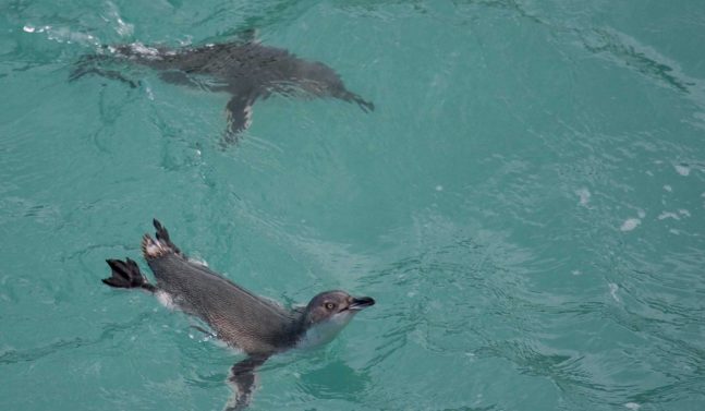 Penguins swimming Christchurch