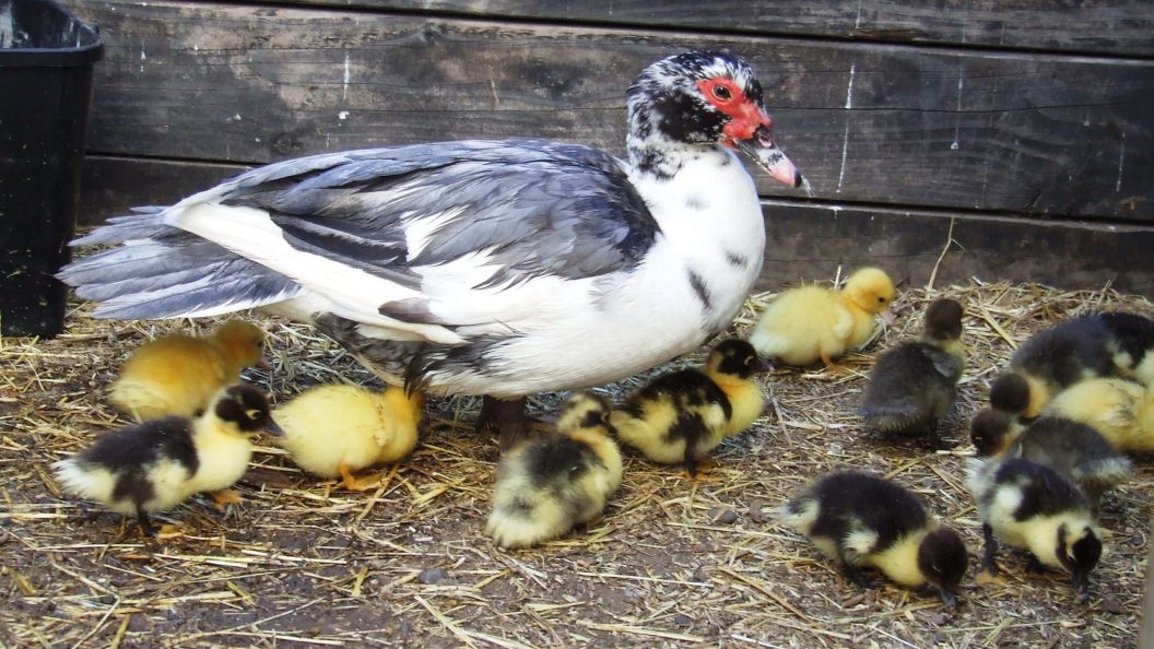 Ducklings at Arion Farm Park Christchurch