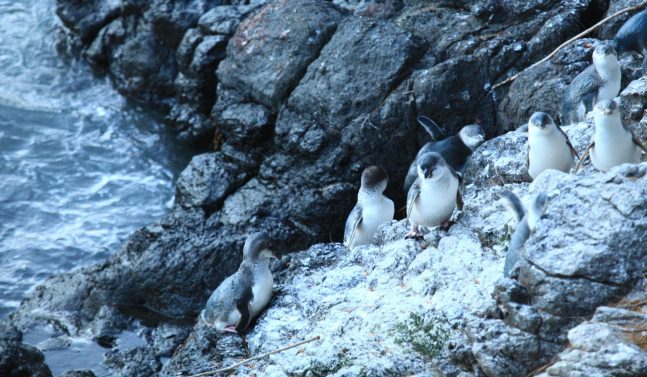 Penguins on rocks in Christchurch