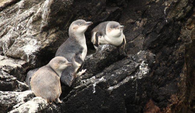 Pohatu marine reserve penguin