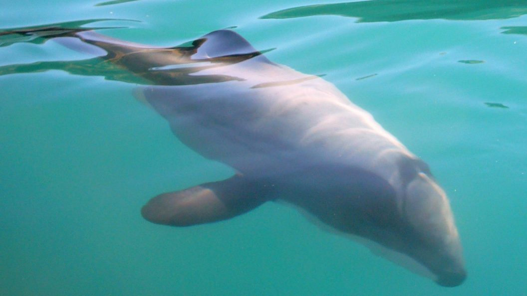 Pohatu marine reserve dolphin