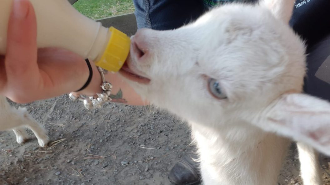 Feeding a baby goat Arion Farm Park Christchurch