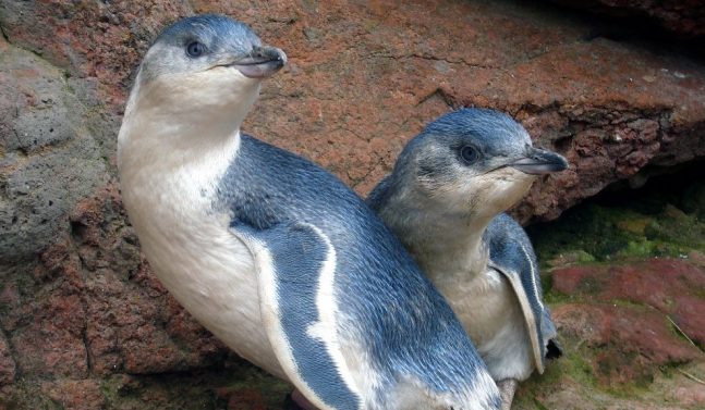 Penguins Christchurch