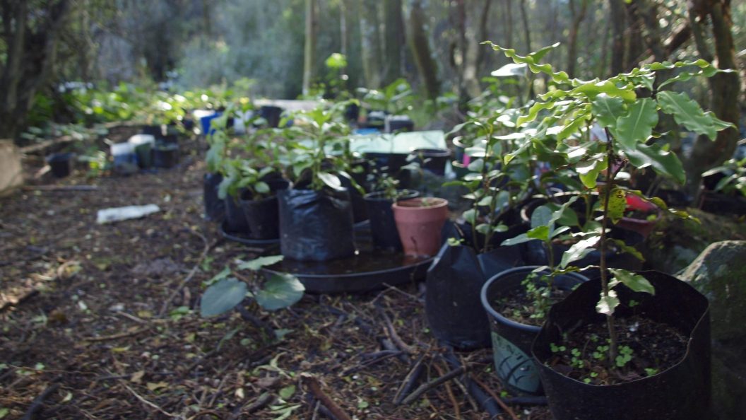 Pohatu Forest planting Christchurch
