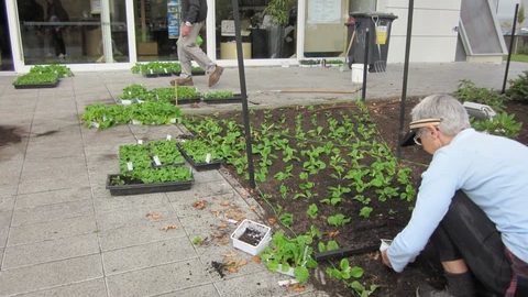 Volunteer gardening for Christchurch Cathedral