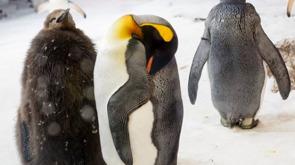 Penguin encounter in Auckland