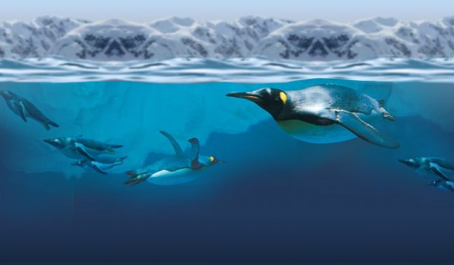Penguin encounter in Auckland
