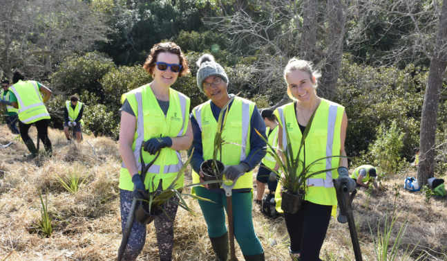 Auckland community planting