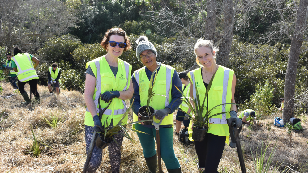 Auckland community planting